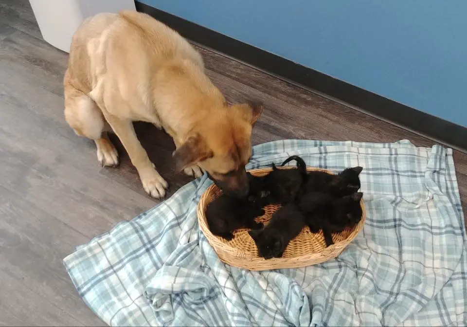 Stray dog saves five kittens